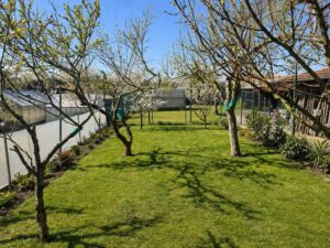 Garten - Bäume